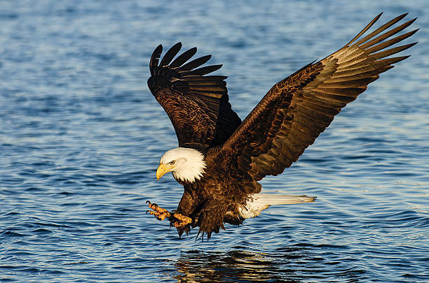 istock Bald eagle fishing in Alaska 2207388581