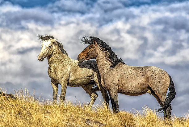 istock Wild horses in the West Desert, Utah 2207388701