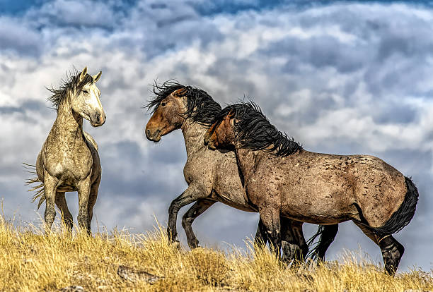 istock Wild horses in the West Desert, Utah 2207388716