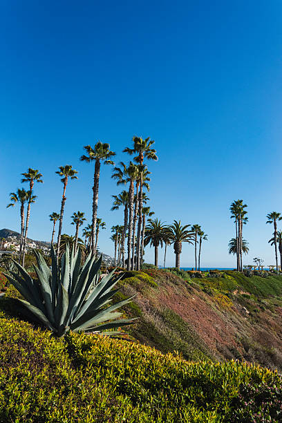 Landscape of plants and palm tree in Laguna Beach, California