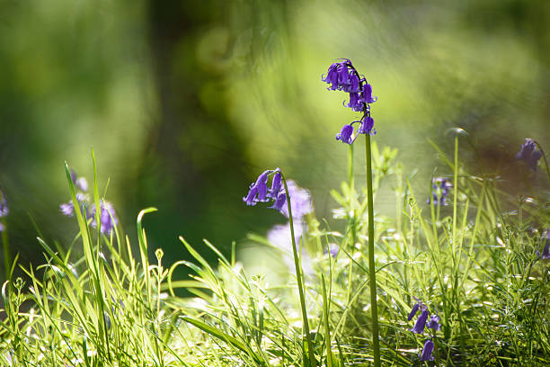 istock Solitary bluebells 2207390467