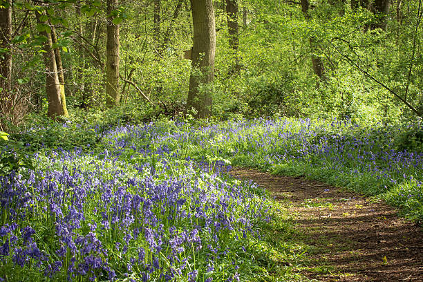 A pathway through a carpet of bluebells