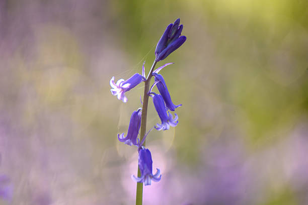 Close up of a solitary bluebell flower with a beautiful defocused green and purple background