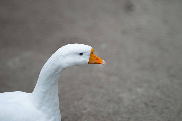 A headshot of a goose.