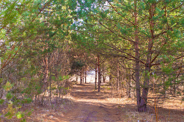 Path leading into the forest, passing by spruces.