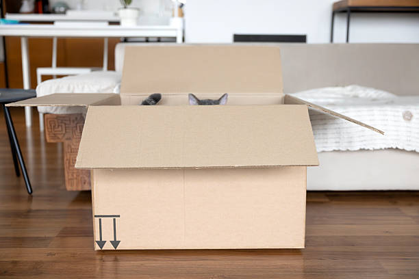 istock Curious Grey British Shorthair Cat Sitting Inside a Cardboard Box at Home 2207395566