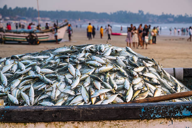 istock Freshly Caught Fish Piled on a Boat at a Bustling Beach in Goa 2207398358