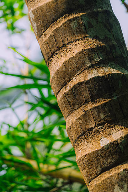 Detailed close-up of a palm tree's textured trunk, showcasing its unique bark patterns and natural ambiance, with lush greenery in the blurred background.