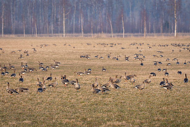 istock Greater white-fronted geese (Anser albifrons) flock feeding on farmland, watching attentively. 2207399965