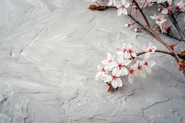 istock Cherry blossom branches on gray textured background. Top view, copy space 2207400121