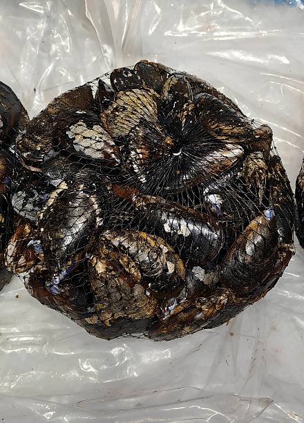 Mussels on ice at the fishmonger's