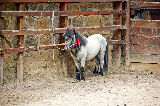 White Shetland Pony Grazing