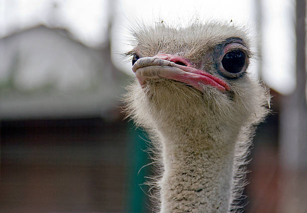 Female ostrich (Struthio camelus)