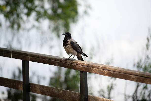 A crow rests on a wooden railing, surrounded by trees and soft natural light. The tranquil atmosphere offers a moment of peace in nature during the early afternoon.