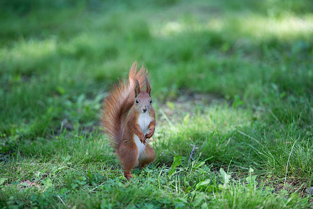 istock A squirrel scurries quickly through a lush green field filled with grass and scattered leaves. Sunlight filters through trees, creating a calm and warm atmosphere 2207402101