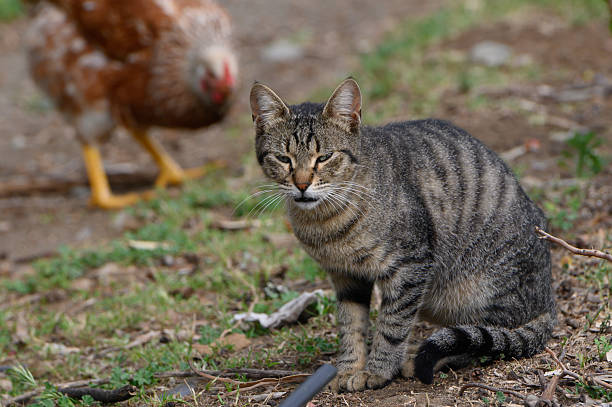 istock Curious cat observes a chicken in the garden during a sunny afternoon in a tranquil countryside setting 2207402204