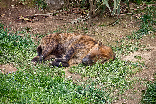 A spotted laughing hyena