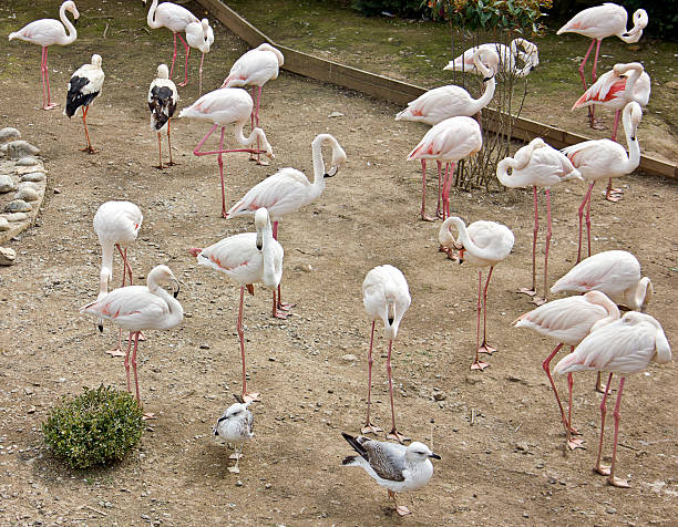 Beautiful view of flamingo