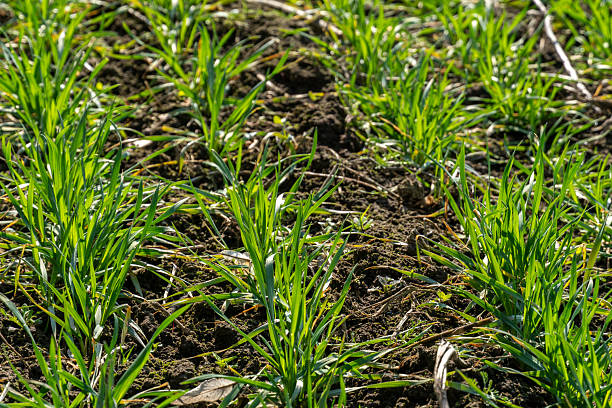 istock Lush green grass sprouts vigorously from rich soil under a bright sun, signaling the arrival of spring and new growth in an agricultural setting 2207404595