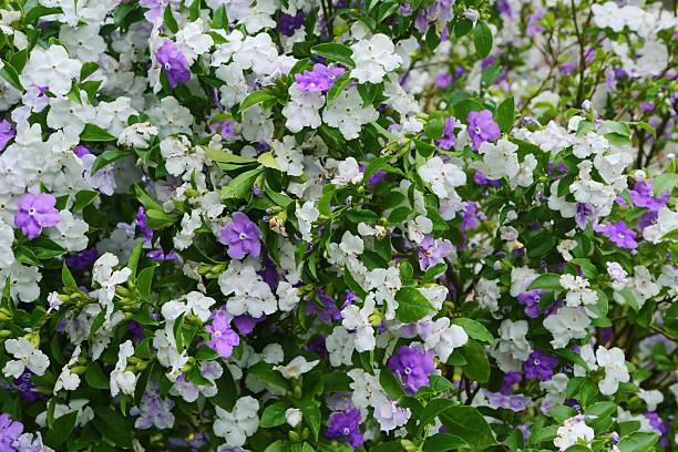Brunfelsia latifolia 'Variegated'