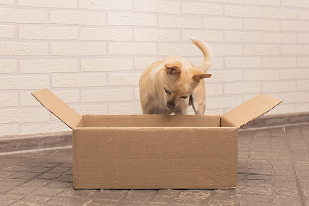 istock Chihuahua dog have fun with parcel box 2207407562