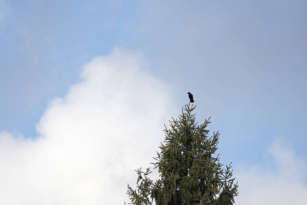 flock of birds on the branches of a tree in winter