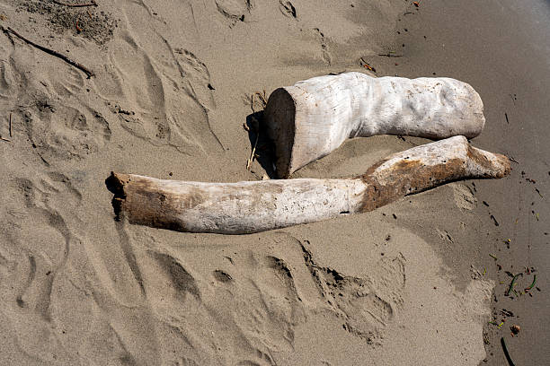 Driftwood on Beach. Shot in Gulf Shores, Alabama with a Canon EOS Mark V camera.