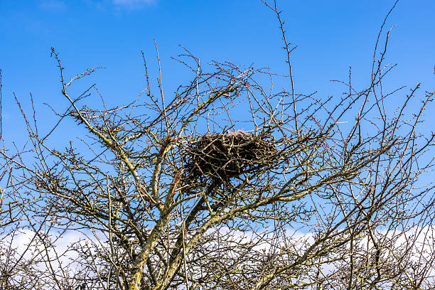 Looking up at a birds nest in a tree in the South Downs, on a sunny spring day