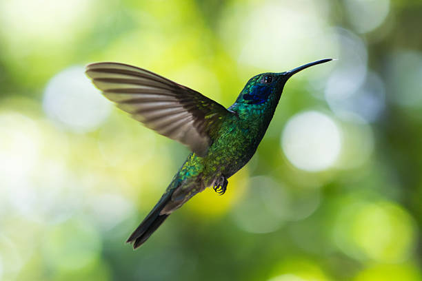 istock Green violetear hummingbird captured in mid-flight 2207410935