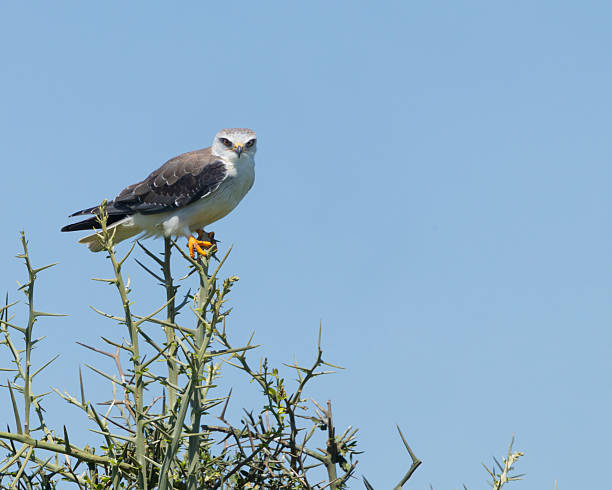 A Black-winged Kite, Elanus caeruleus, looking at the camera from the top of an Acacia tree in the Ngorongoro Conservation Area, northern Tanzania, East Africa.