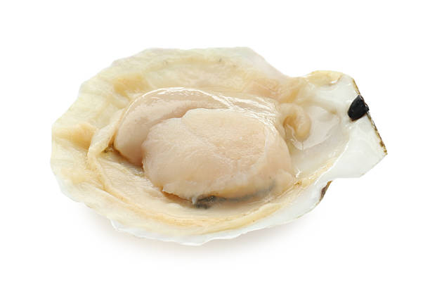 istock Fresh raw scallop in shell isolated on white 2207413945