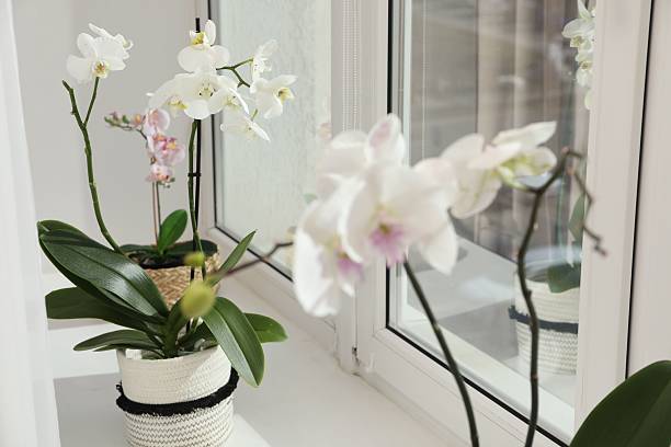 istock Blooming orchid flowers in pots on windowsill, closeup 2207414220