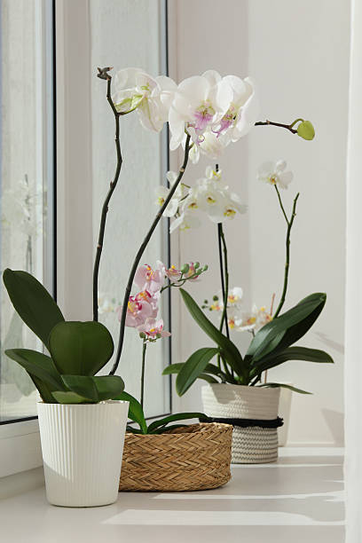 istock Blooming orchid flowers in pots on windowsill 2207414274