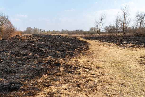 istock Charred land from a controlled burn transitions to a recovering landscape, with a dirt path winding through the blackened earth amid trees and shrubs 2207421032