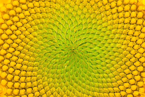 istock Natural perfection: symmetric order of sunflower seeds 2207421272