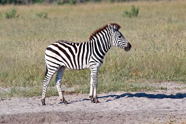 istock Young Zebra standing in Grass in the Bush 2207423432