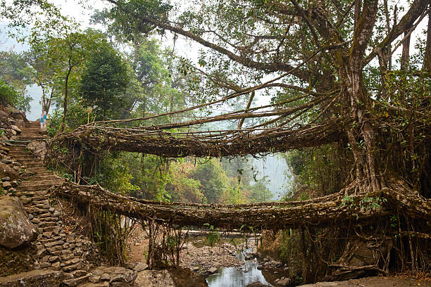 istock Double decker living root bridge in Meghalaya, India 2207430960