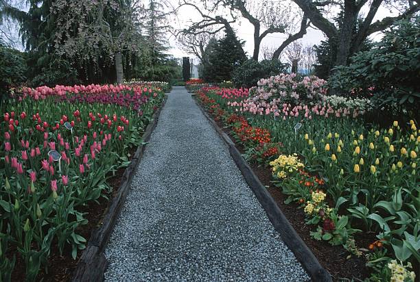 istock Garden path lined with an endless variety of tulips 2207430999