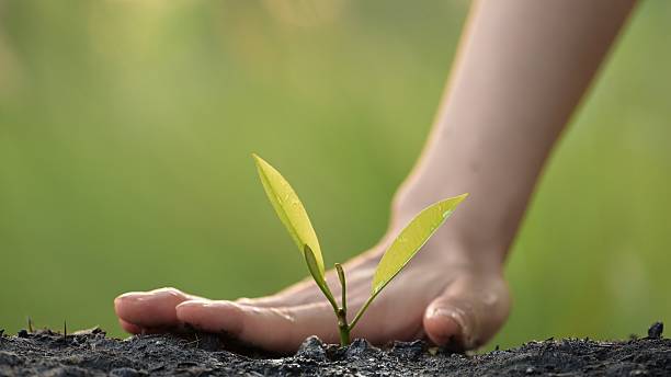 istock Nurturing green business growth sustainable practices for future development in nature's embrace close-up perspective concept of eco-friendly innovations 2207431255