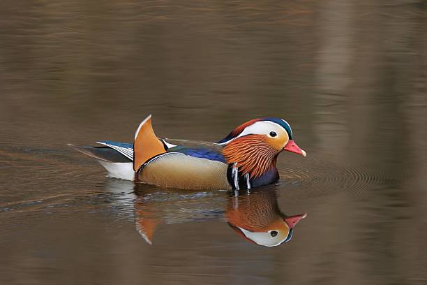 istock Mandarin Duck on Calm Water 2207432036