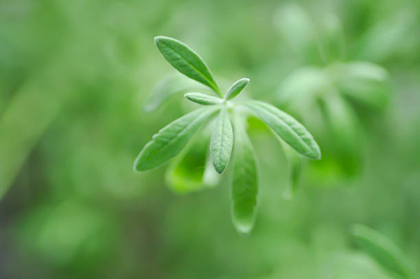 lavender , Lavandula or Lavandula angustifolia plant