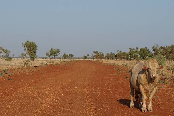 Bull standing on outback dirt road on Australian cattle station. Remote North West Queensland. Near Mount Isa.