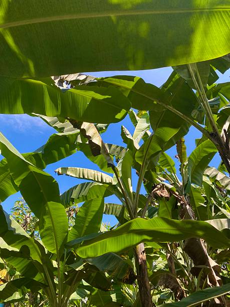 istock Looking at the sky through banana tree leaves 2207437424