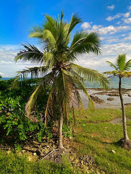 istock Palm trees in lagoon Costa Rica 2207437427