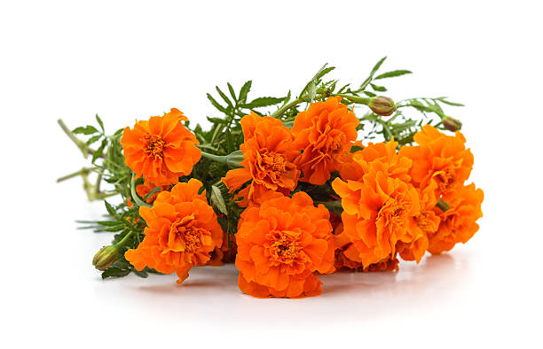 istock Bouquet of marigolds. 2207439882