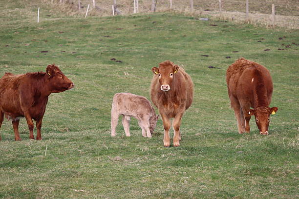 istock Cows in Mayo Ireland 2207442177