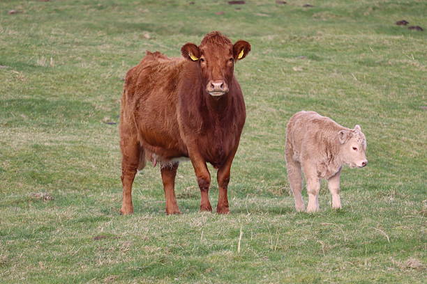 istock Cows in Mayo Ireland 2207442184