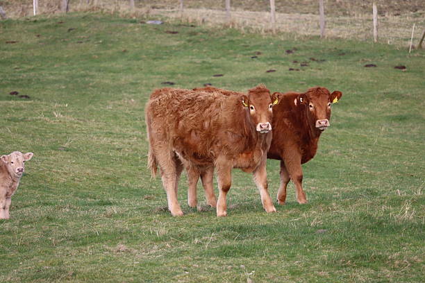 istock Cows in Mayo Ireland 2207442212