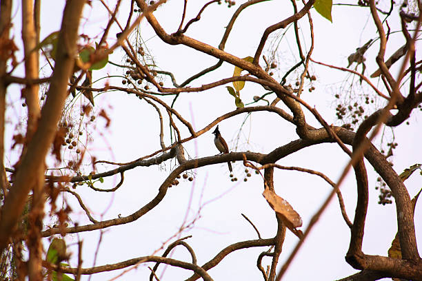IA bird is looking for prey in a tree., Acridotheres grandis