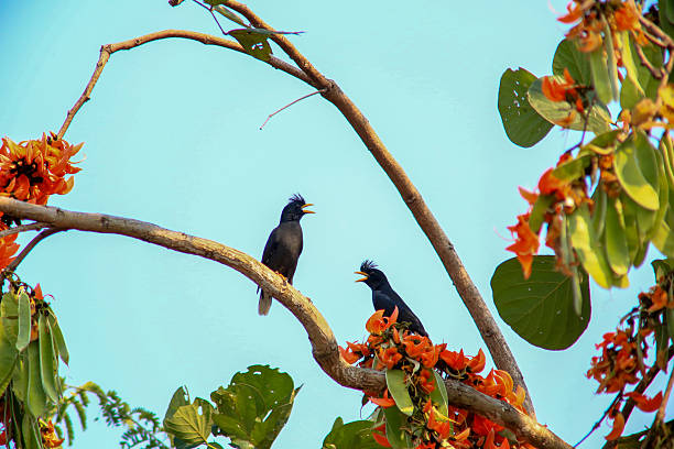 IA bird is looking for prey in a tree., Acridotheres grandis